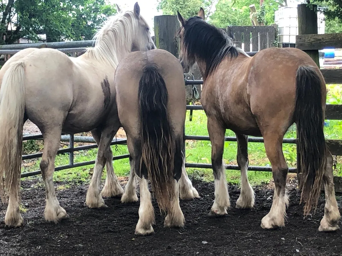 3 2 year old Fillies - Image 1