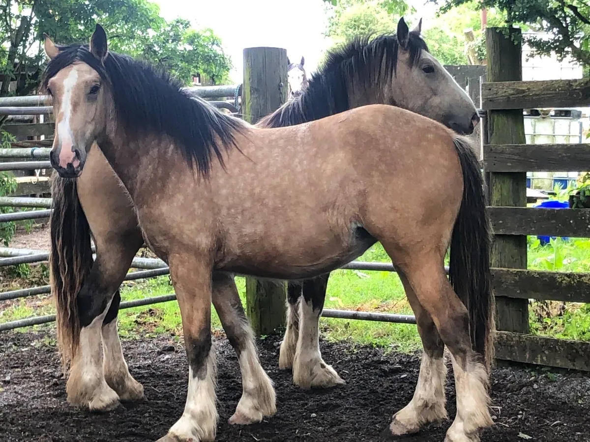 3 2 year old Fillies - Image 2
