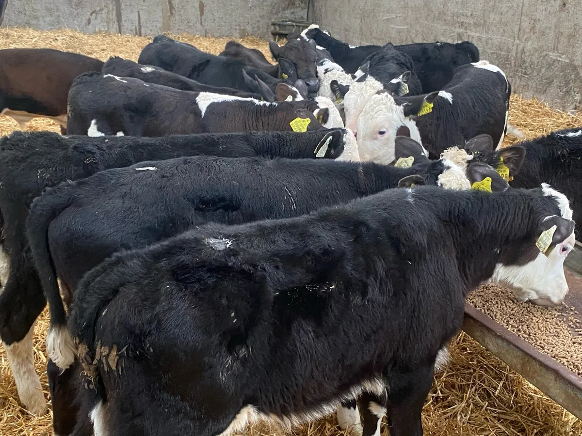 15 Reared Whitehead Bulls @ Lissava - Image 3