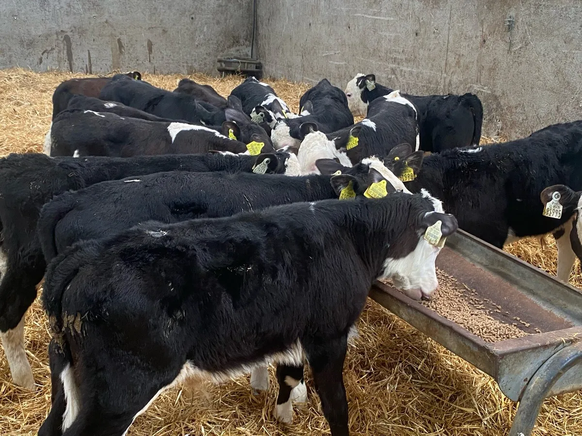 15 Reared Whitehead Bulls @ Lissava - Image 4