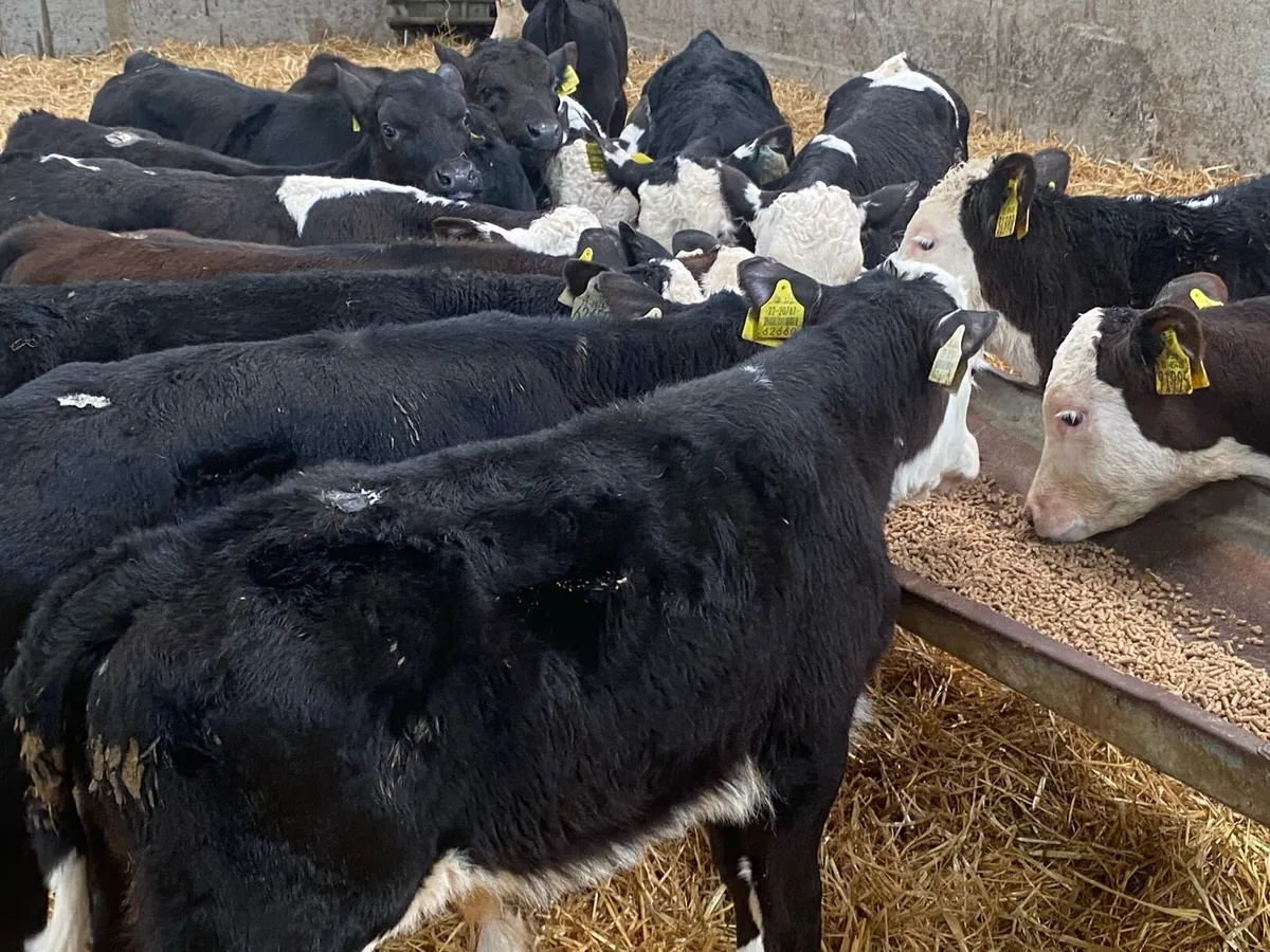 15 Reared Whitehead Bulls @ Lissava - Image 1
