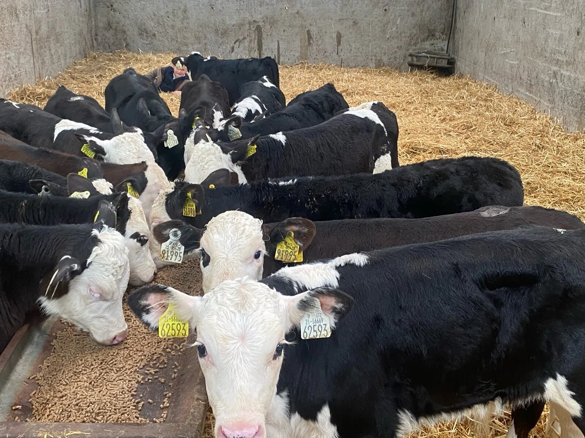 15 Reared Whitehead Bulls @ Lissava - Image 2