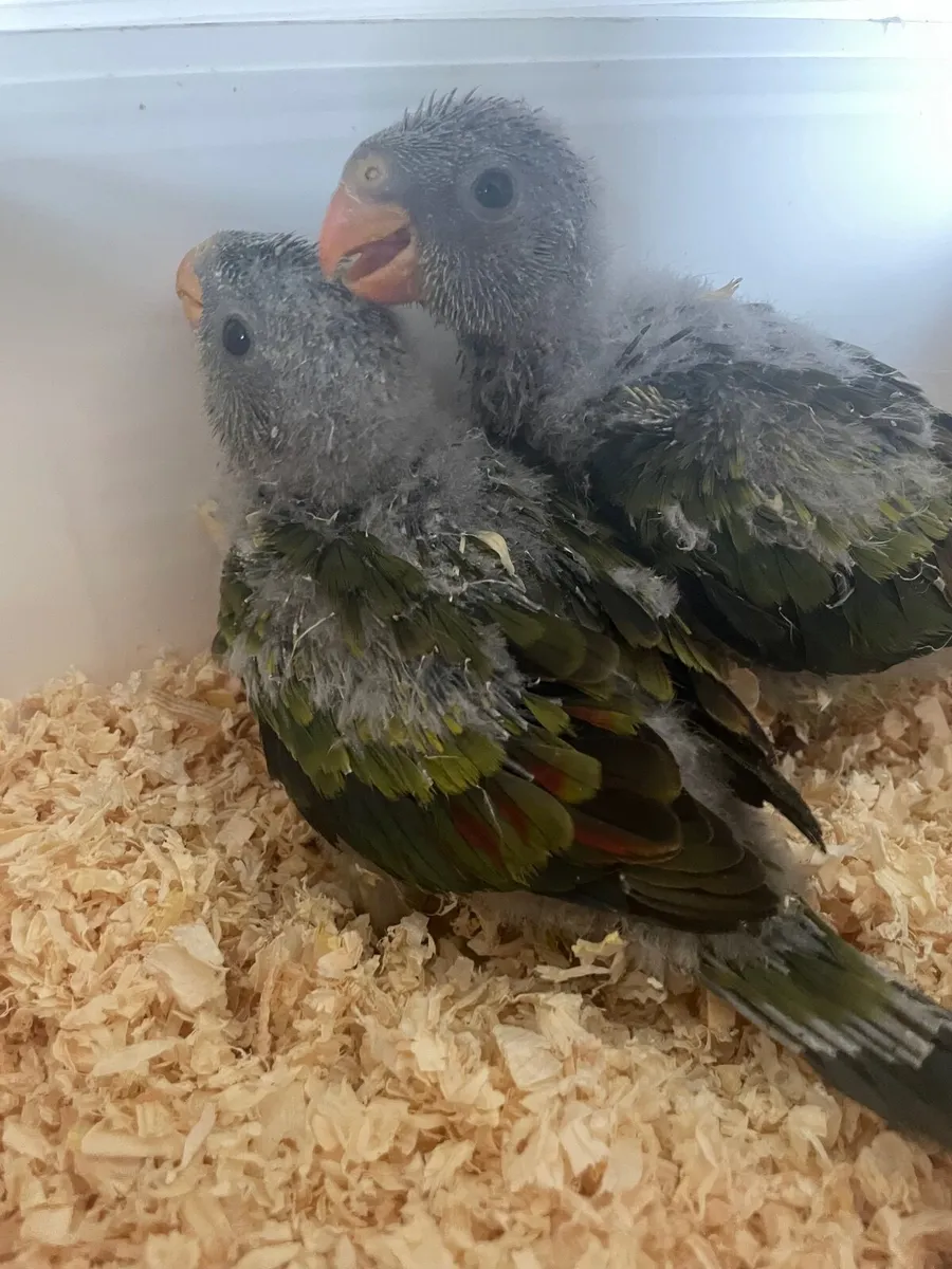 Selection of Hand reared birds - Image 1