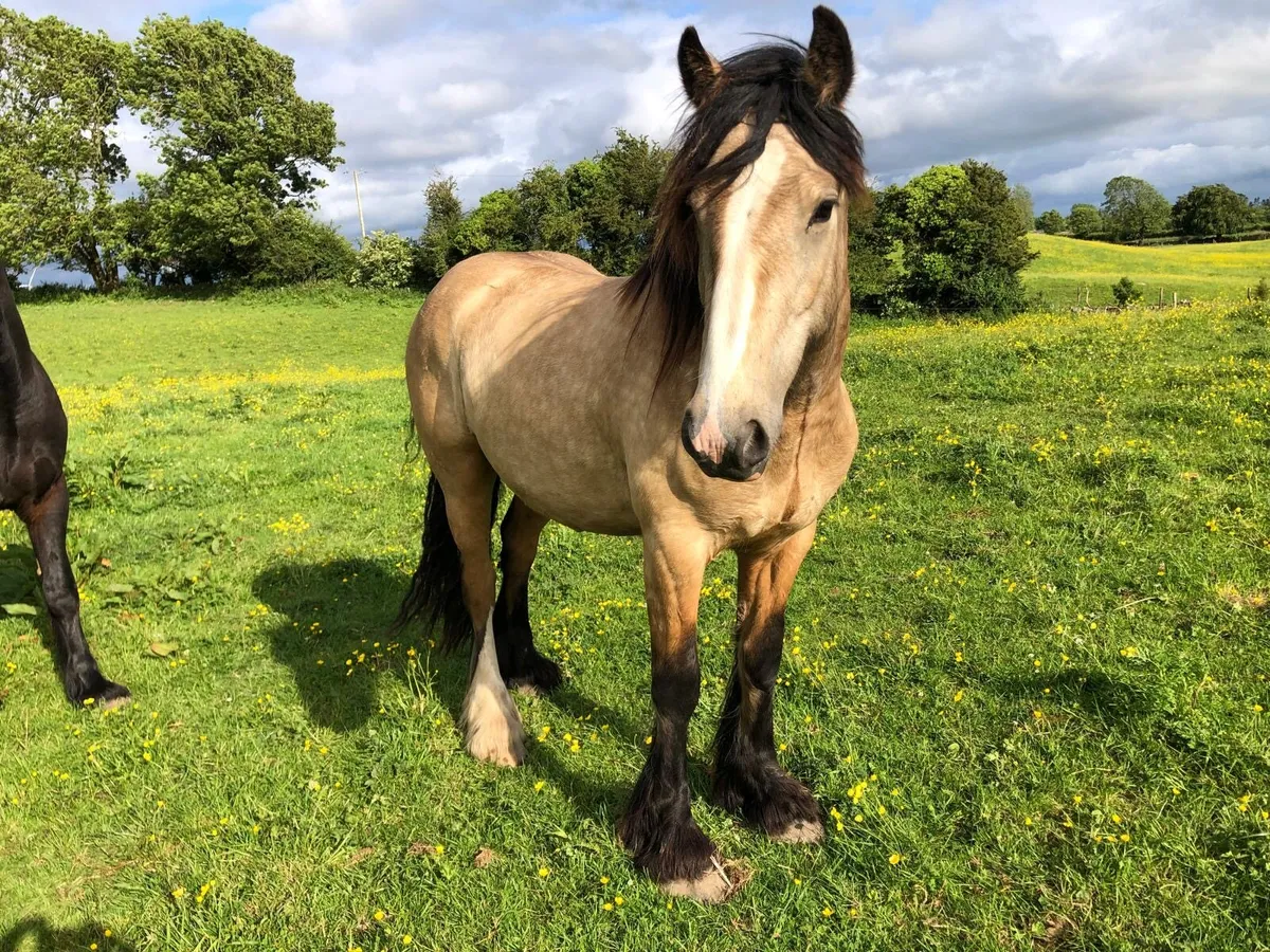 3 year old Dun Gelding - Image 2