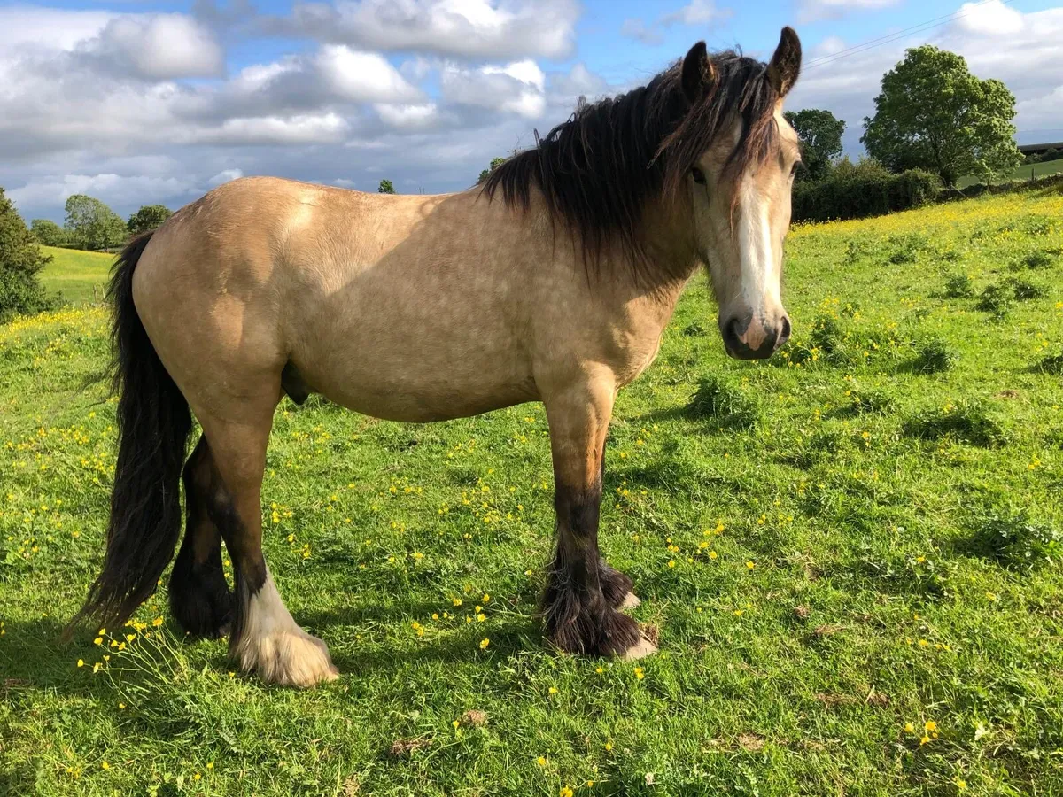 3 year old Dun Gelding - Image 3