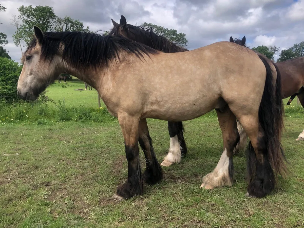 3 year old Dun Gelding - Image 4