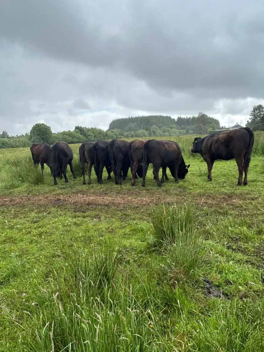 8 Angus Heifers for sale - Image 1