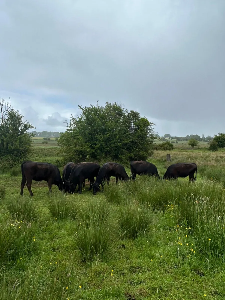 8 Angus Heifers for sale - Image 2