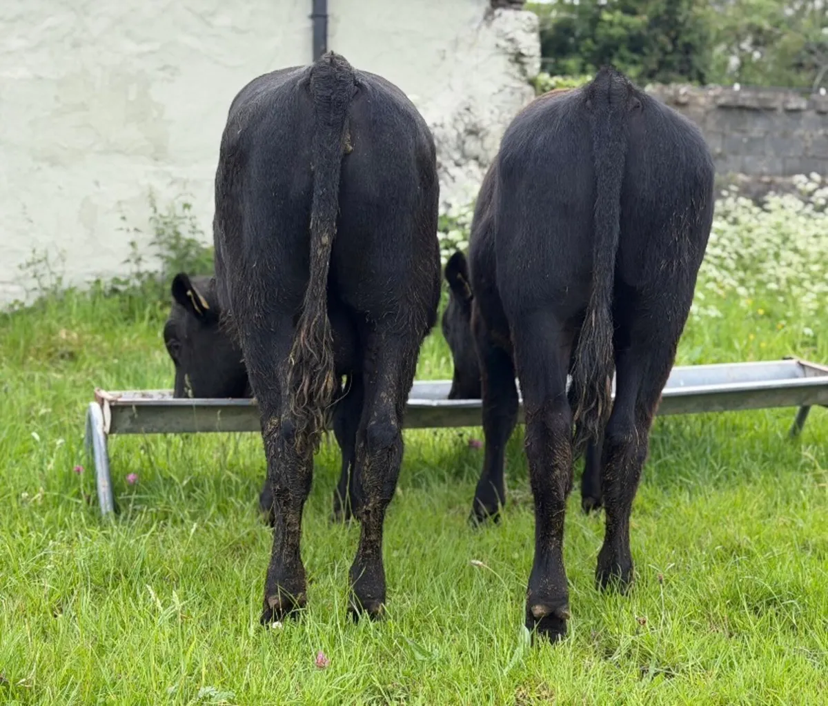 ⭐️2 Super 300/320kg Angus Bull weanlings ⭐️ - Image 4