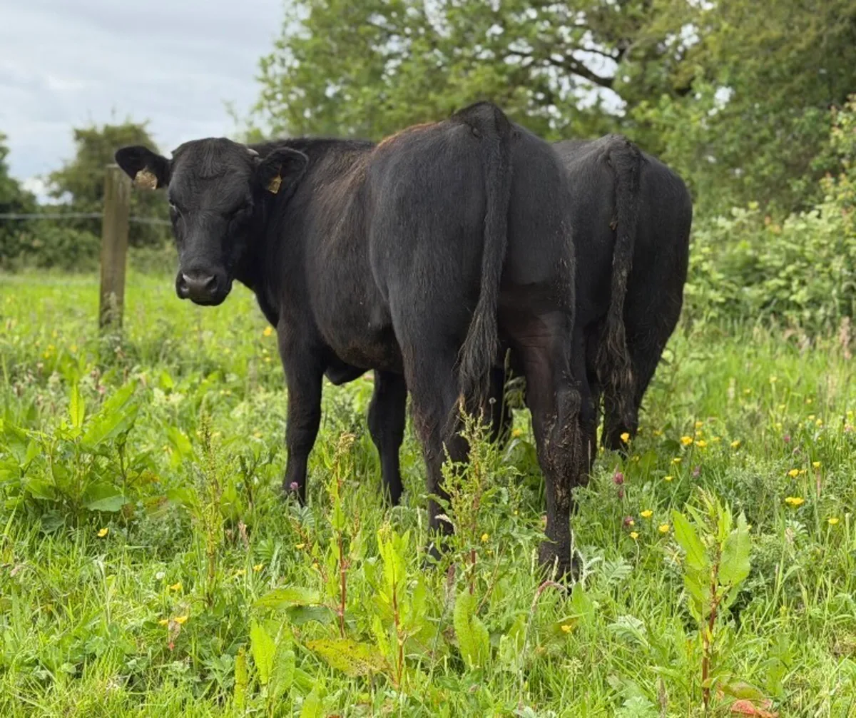 ⭐️2 Super 300/320kg Angus Bull weanlings ⭐️ - Image 1