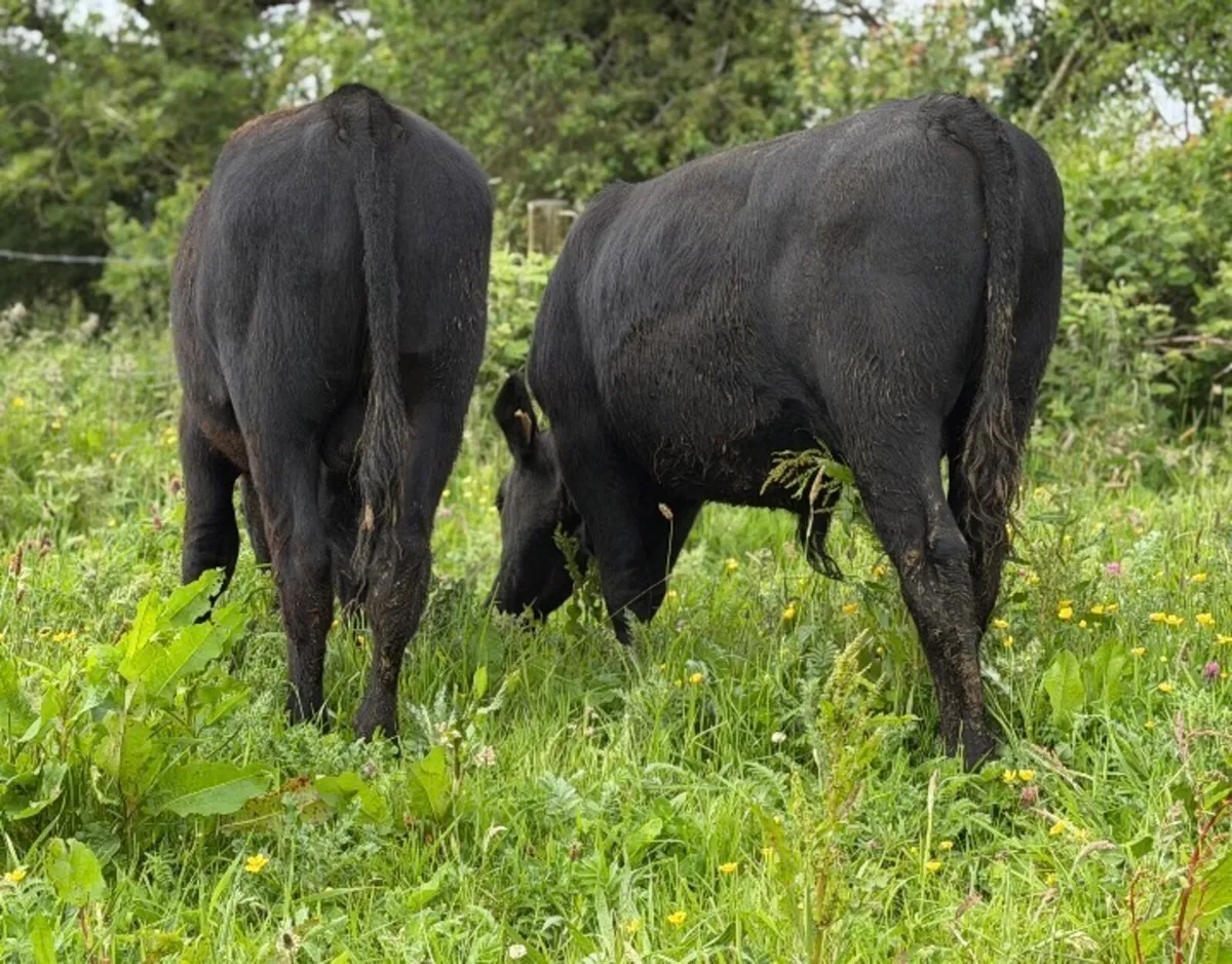 ⭐️2 Super 300/320kg Angus Bull weanlings ⭐️ - Image 2
