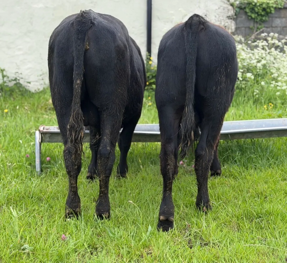 ⭐️2 Super 300/320kg Angus Bull weanlings ⭐️ - Image 3
