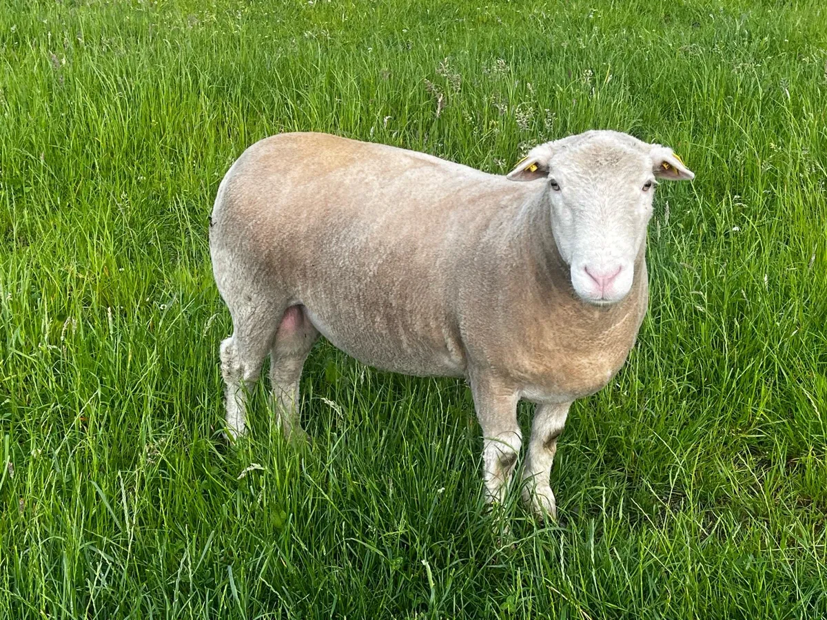 Dorset teaser ram - Image 1