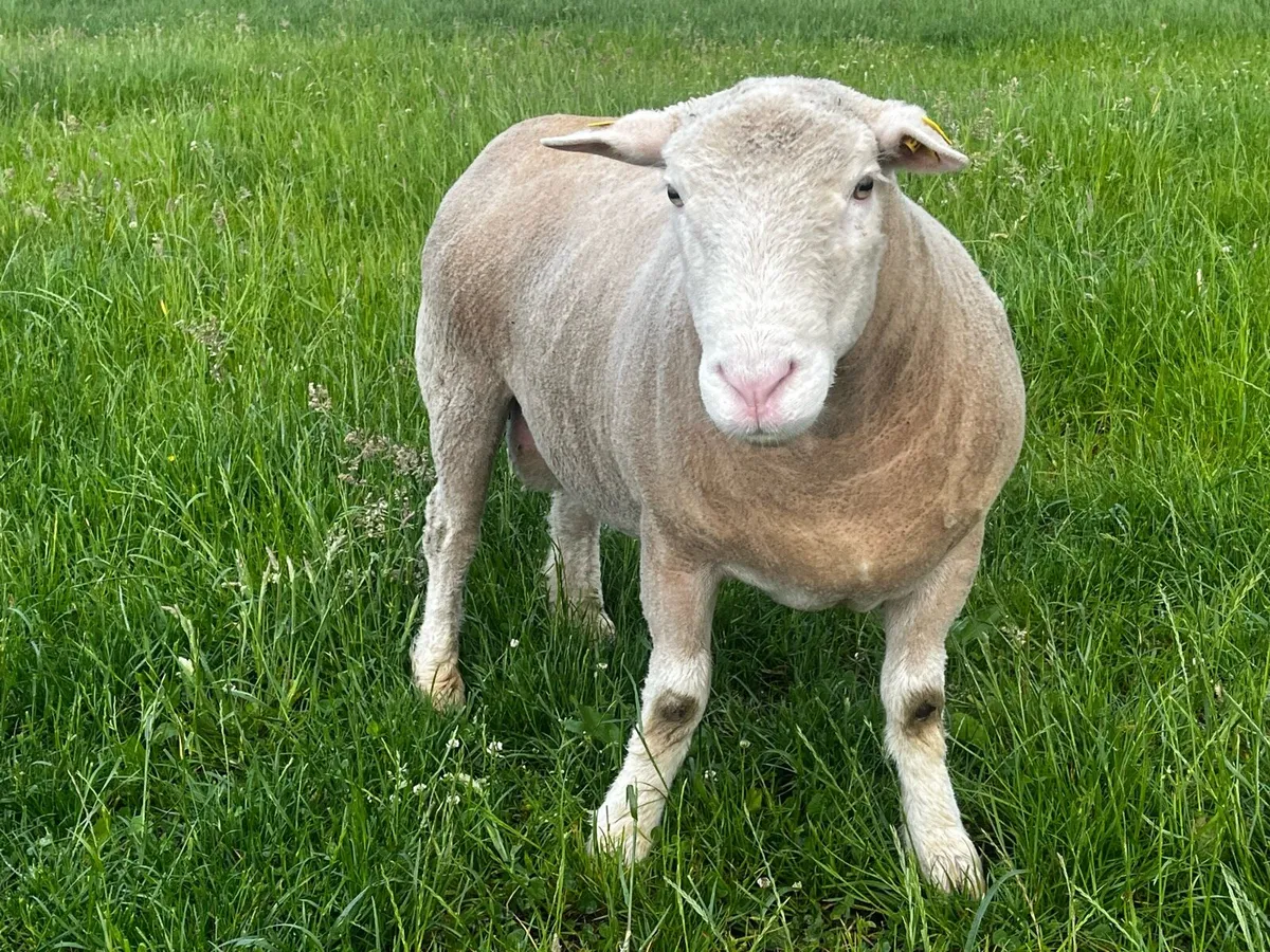 Dorset teaser ram - Image 2