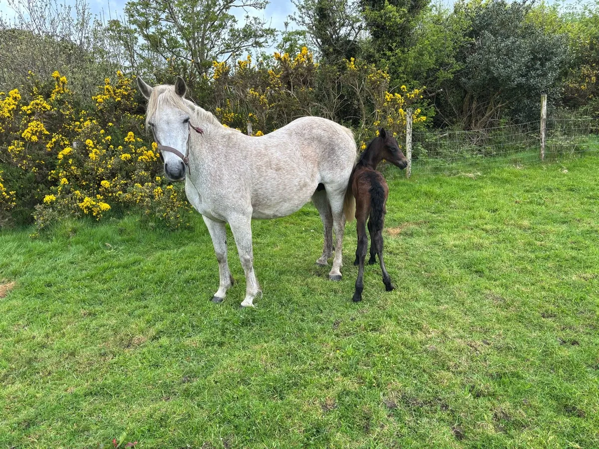 Connemara Ponies - Image 1