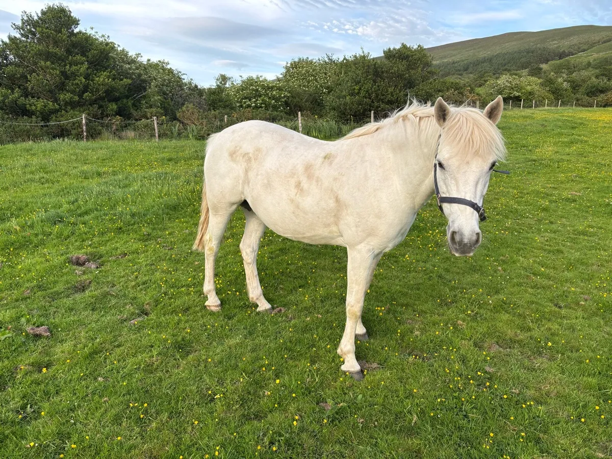 Connemara Ponies - Image 3