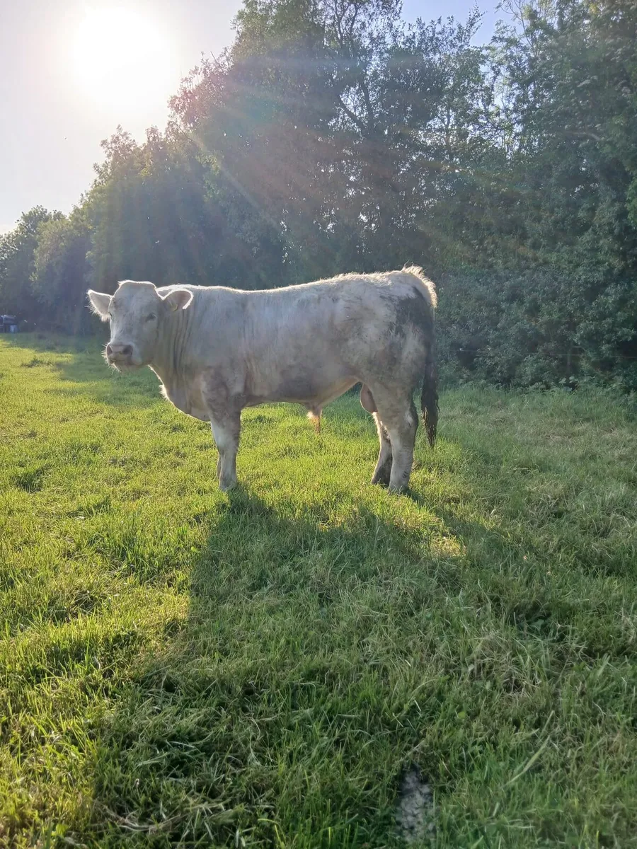 PB Pirate/Hara Kiri CH bull for sale - Image 1