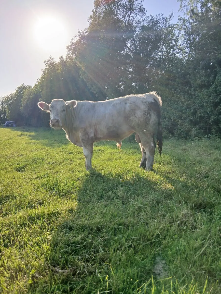 PB Pirate/Hara Kiri CH bull for sale - Image 3