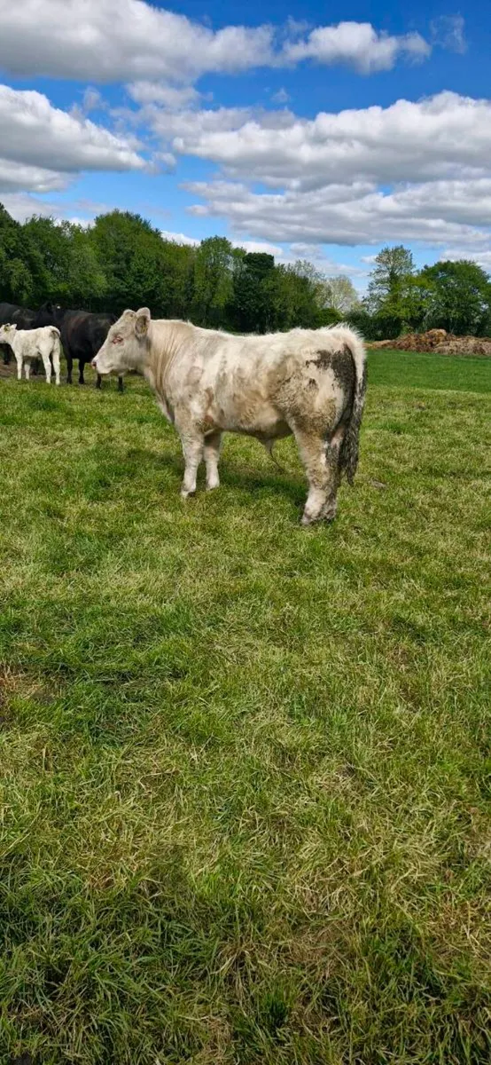PB Pirate/Hara Kiri CH bull for sale - Image 4