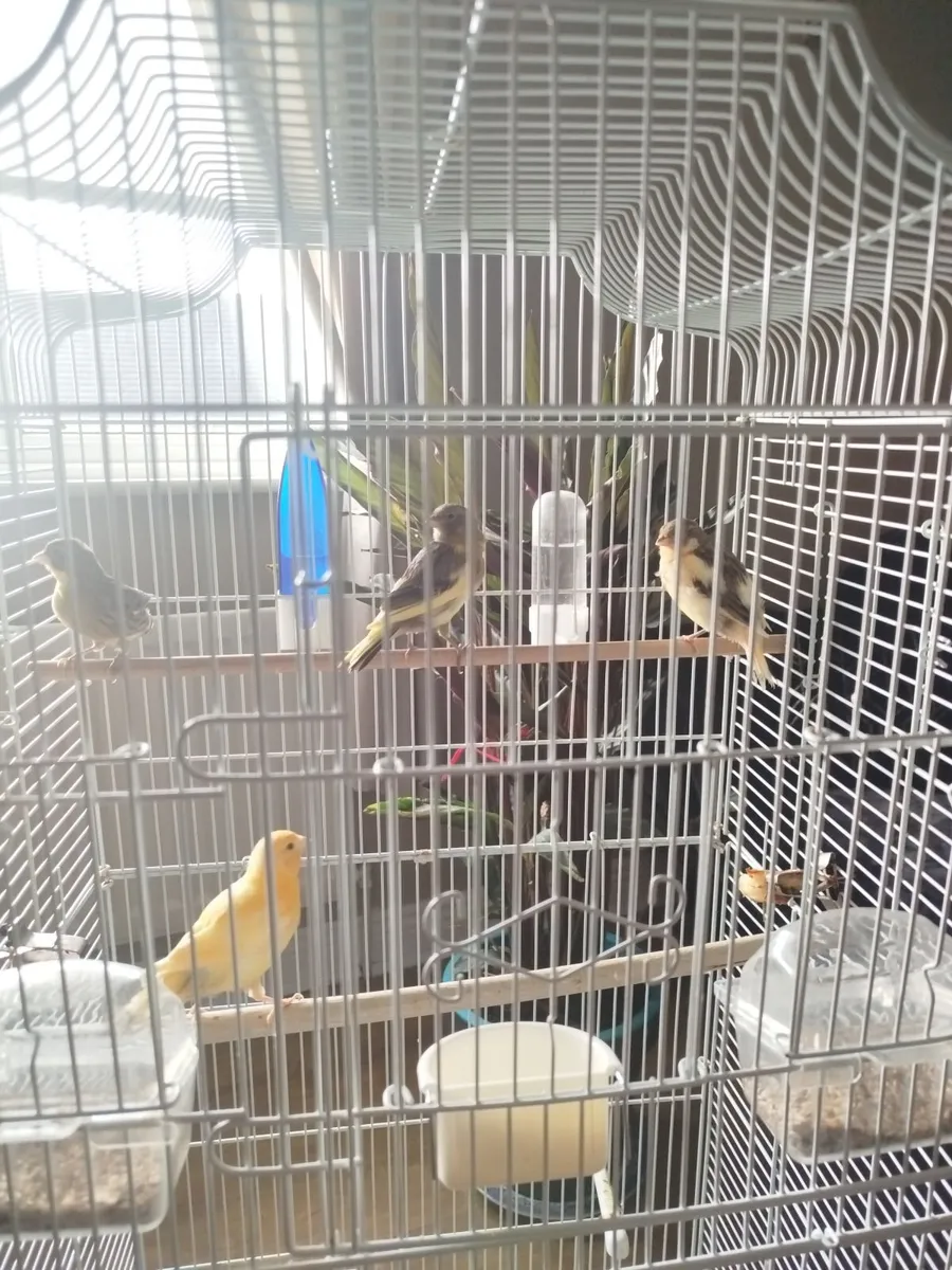 Canaries