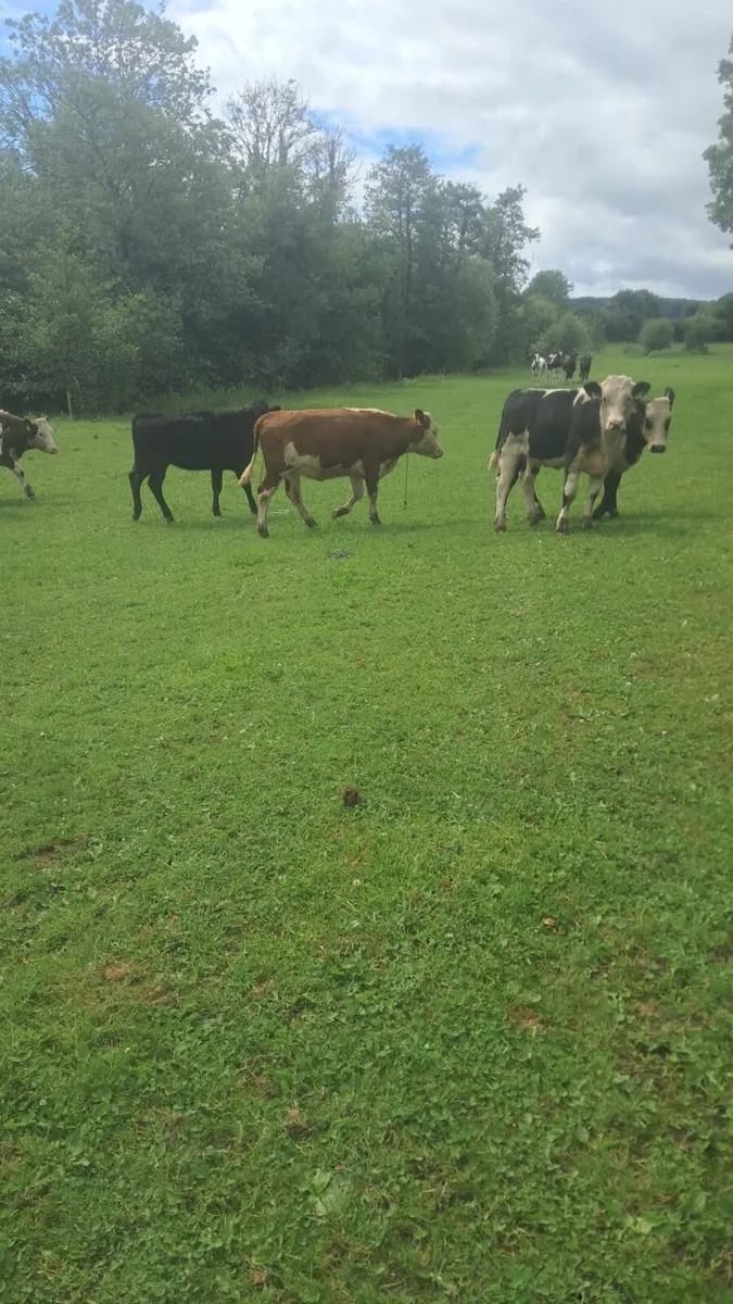 Hereford and Angus heifers - Image 1