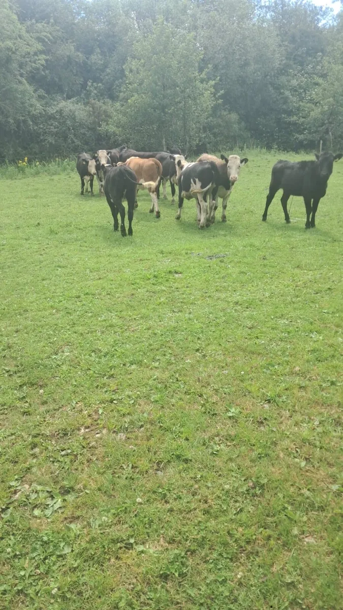 Hereford and Angus heifers - Image 2