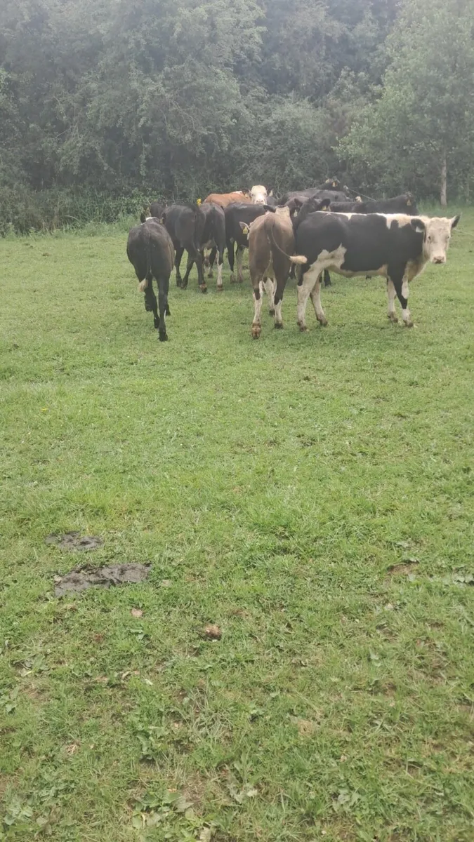Hereford and Angus heifers - Image 3