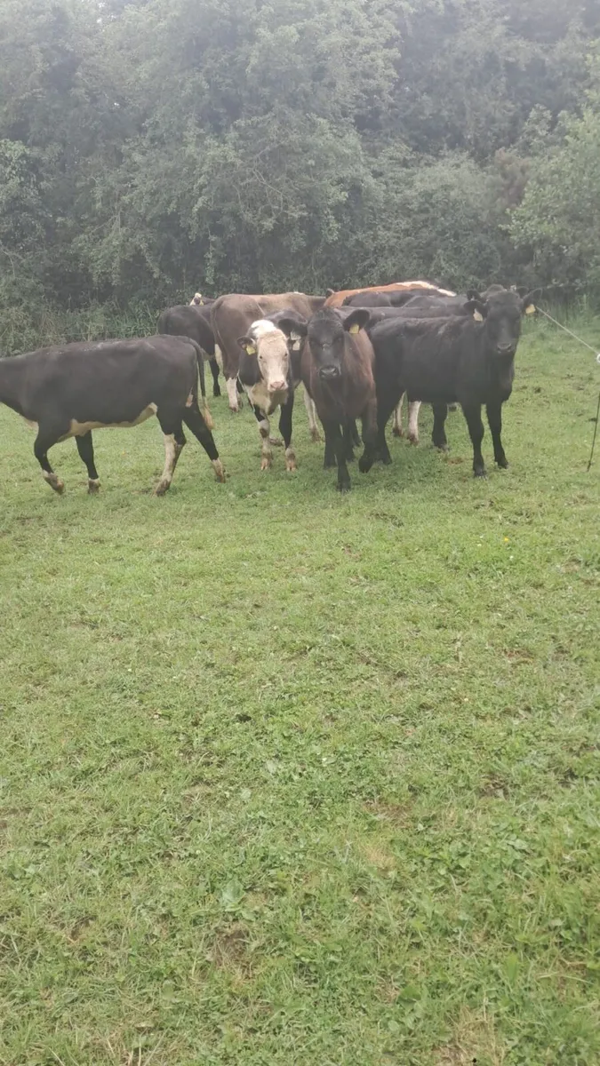 Hereford and Angus heifers - Image 4