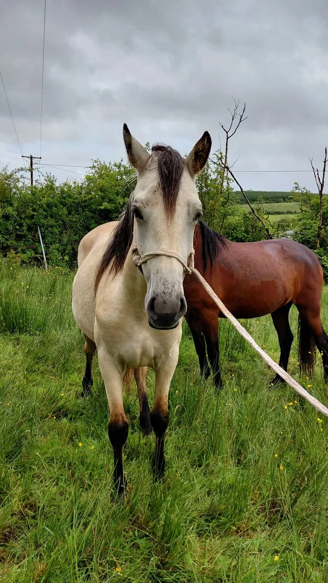 Connemara Pony - Image 2