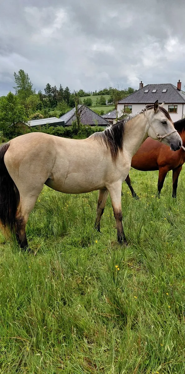 Connemara Pony - Image 1