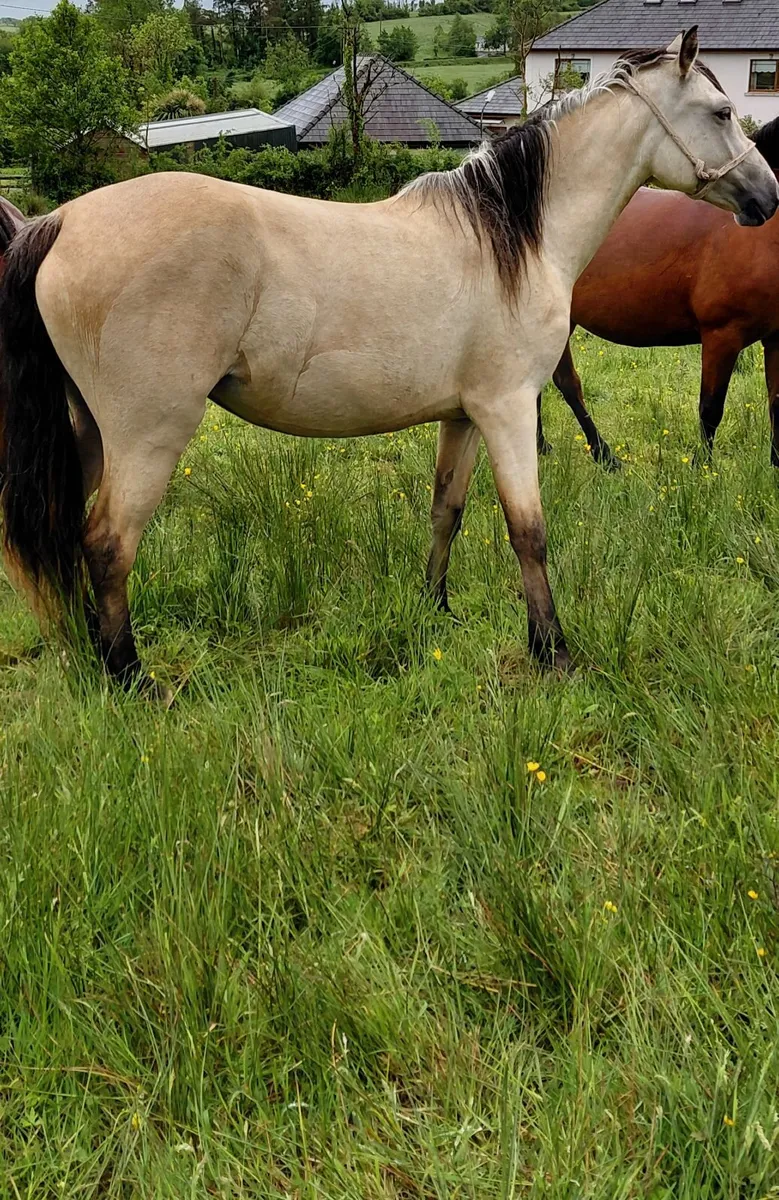 Connemara Pony - Image 4