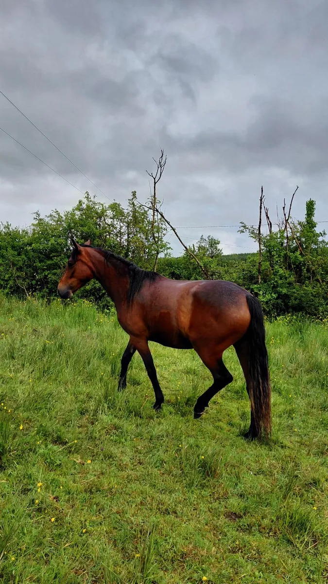 Connemara Pony - Image 3