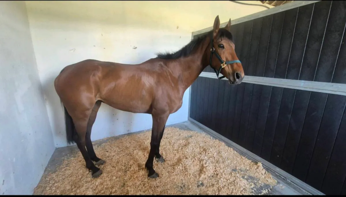 Retired racehorse - Image 1