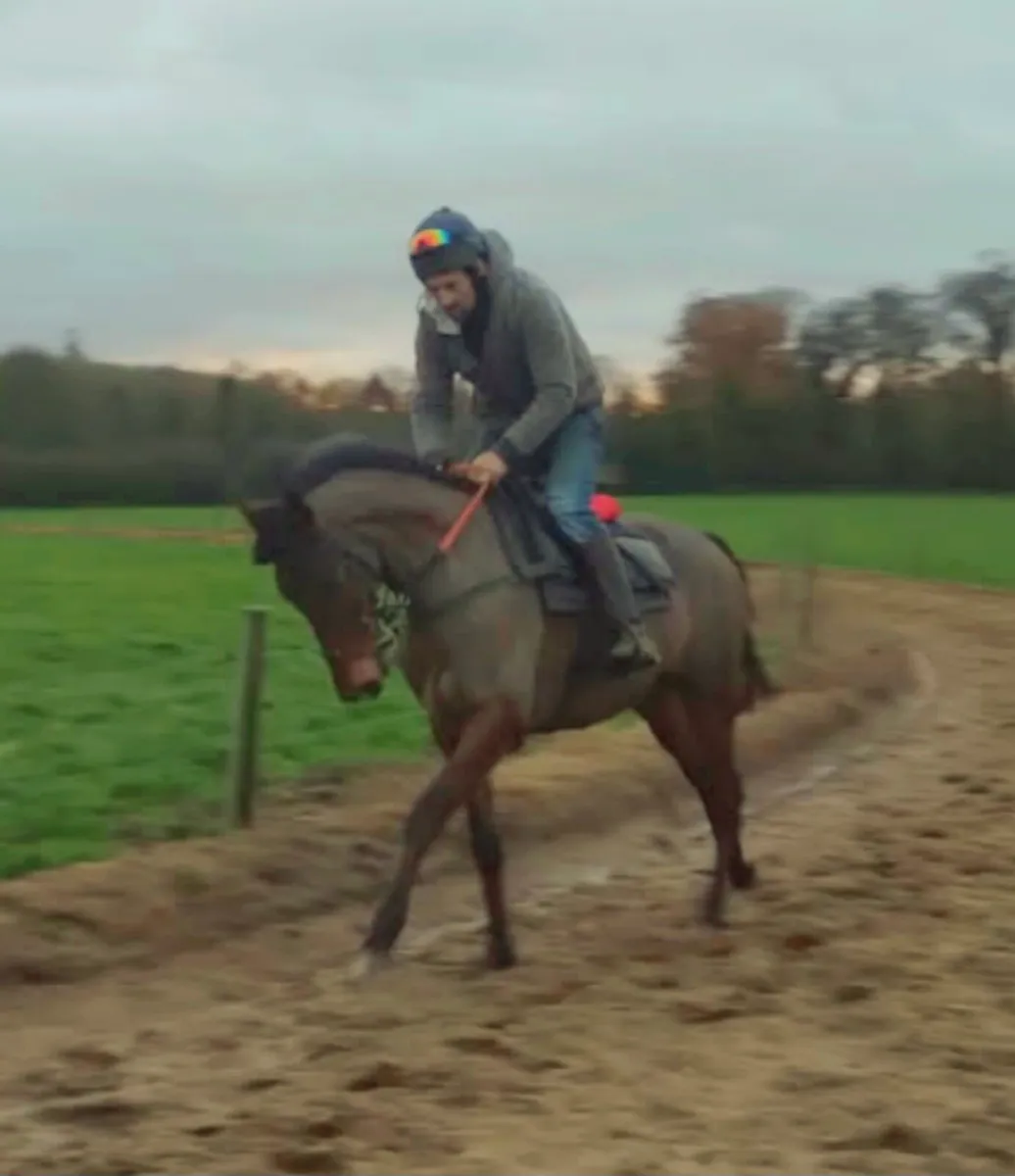Retired racehorse - Image 2