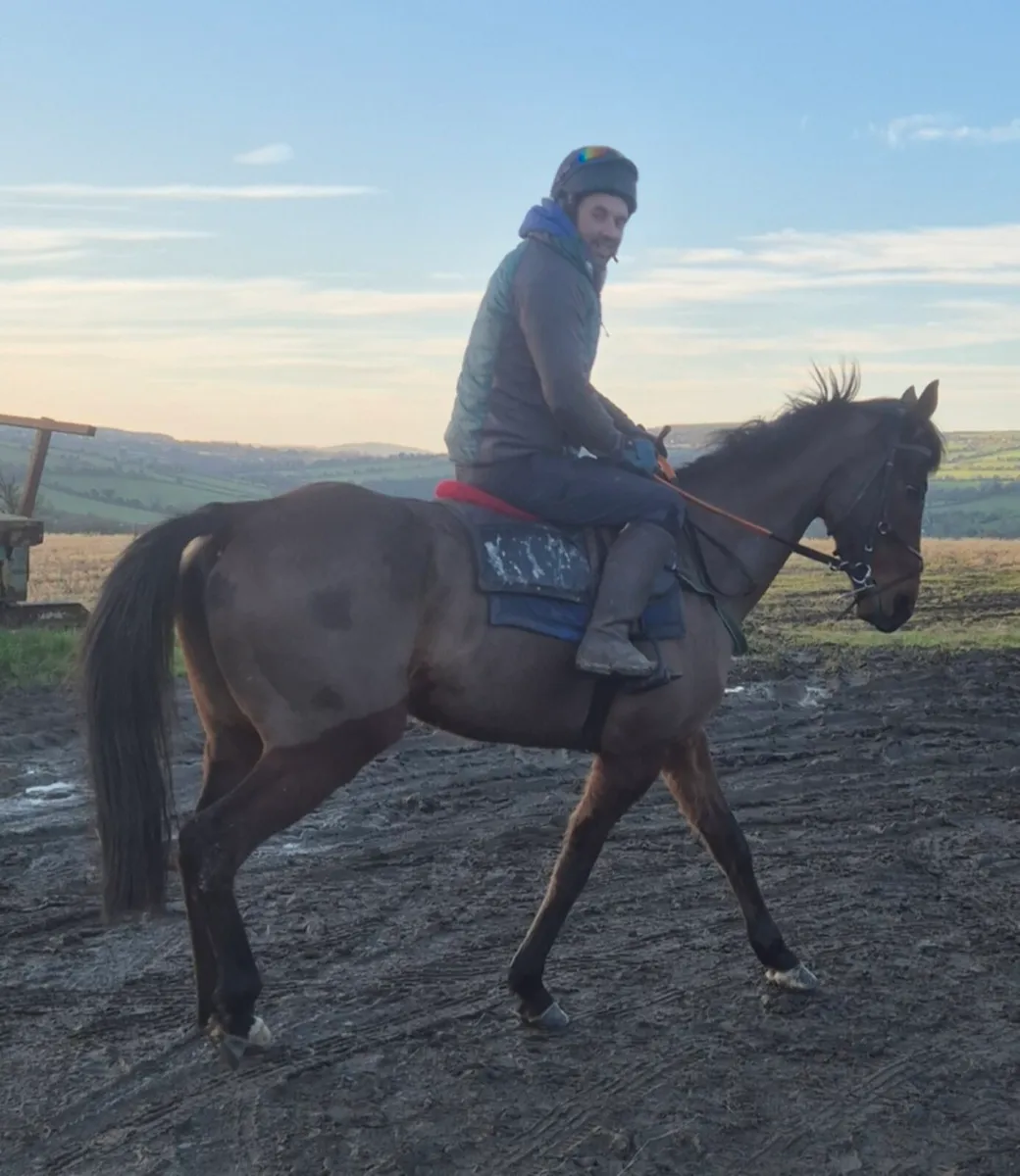 Retired racehorse - Image 3