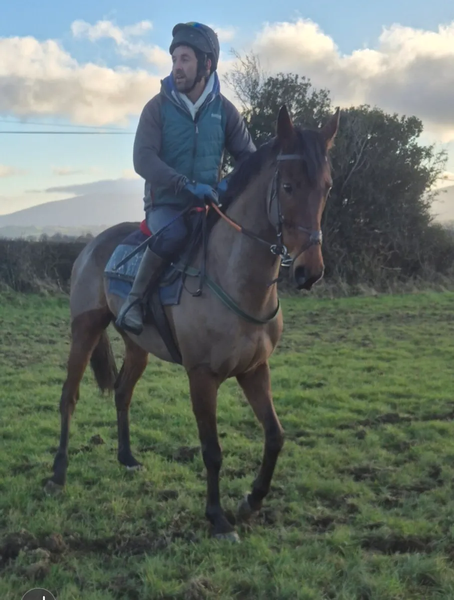 Retired racehorse - Image 4