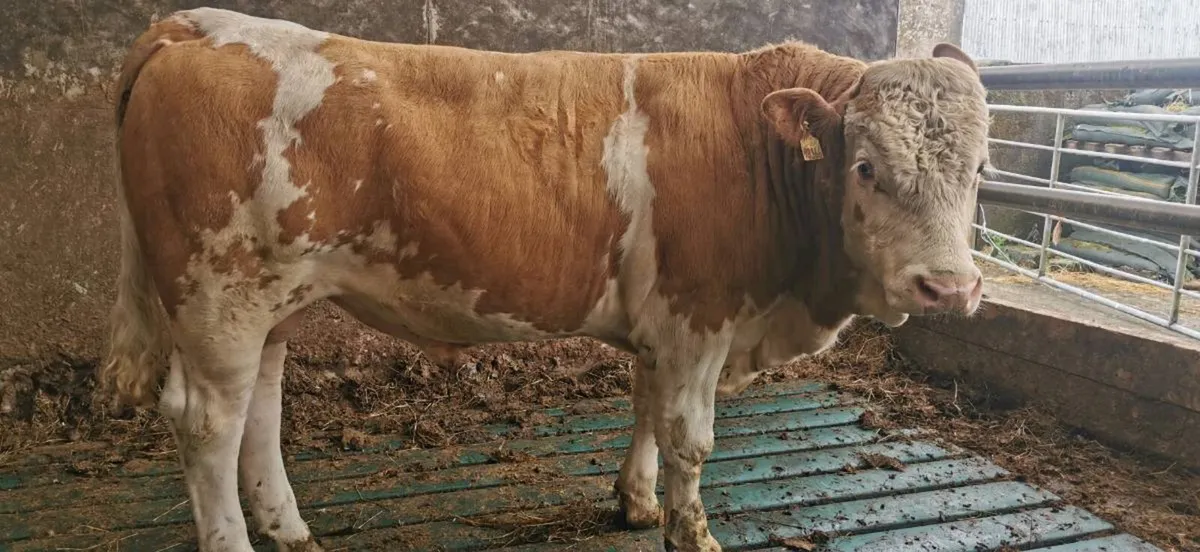 Simmental bulls - Image 2