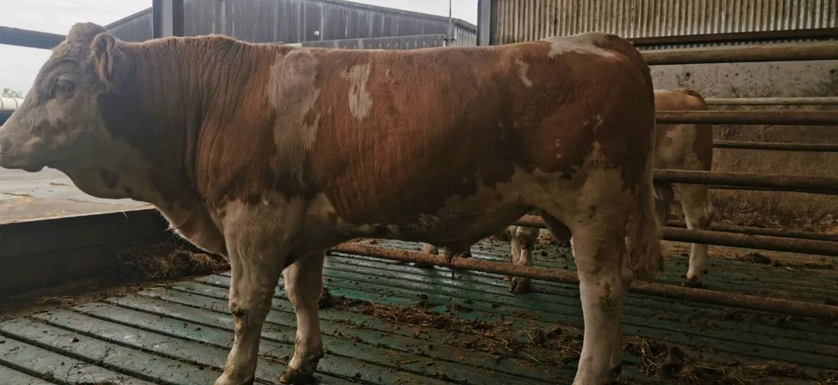 Simmental bulls - Image 1