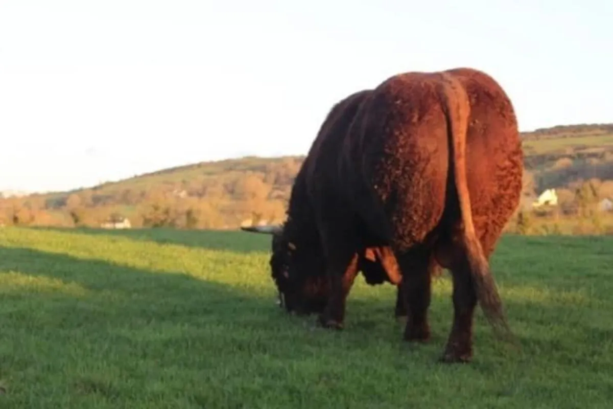 Pedigree Salers Breeding Bulls