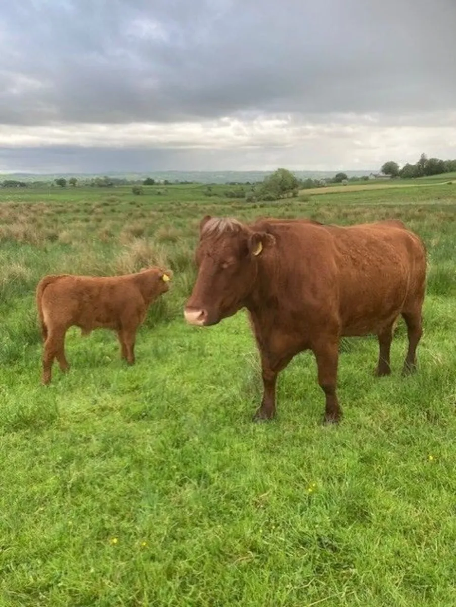 Saler cows with calves at foot - Image 1