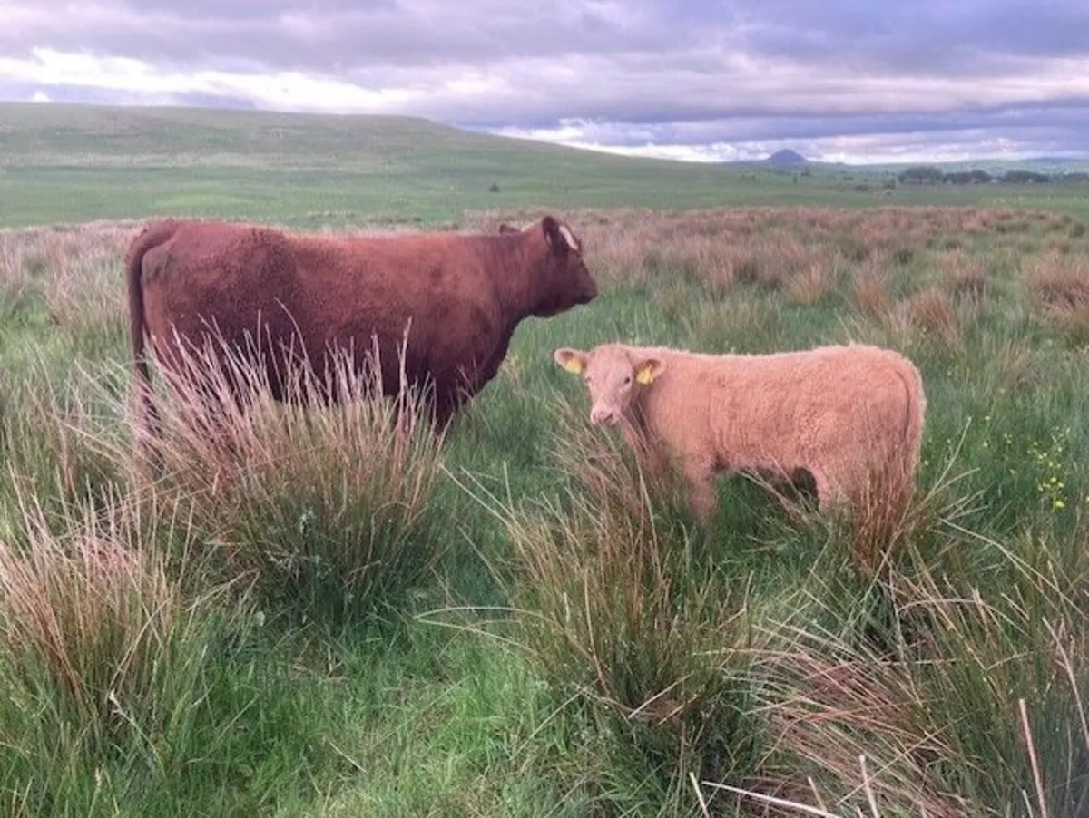 Saler cows with calves at foot - Image 2