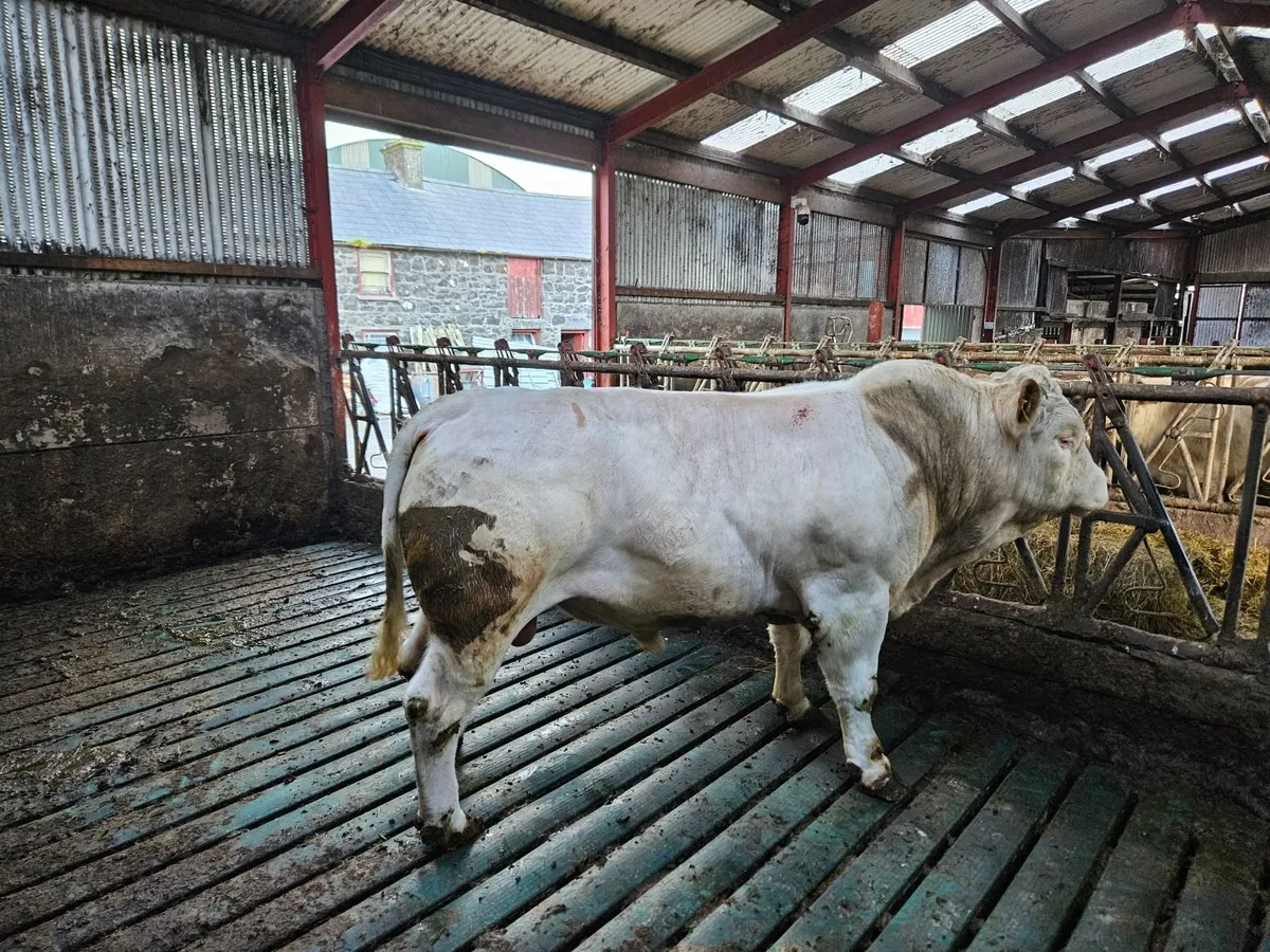 Charolais bull - Image 2