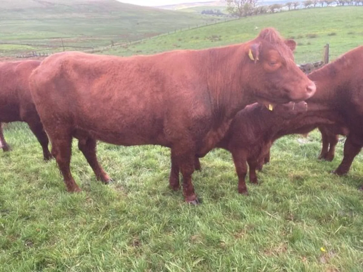 Saler cows with calves at foot - Image 3