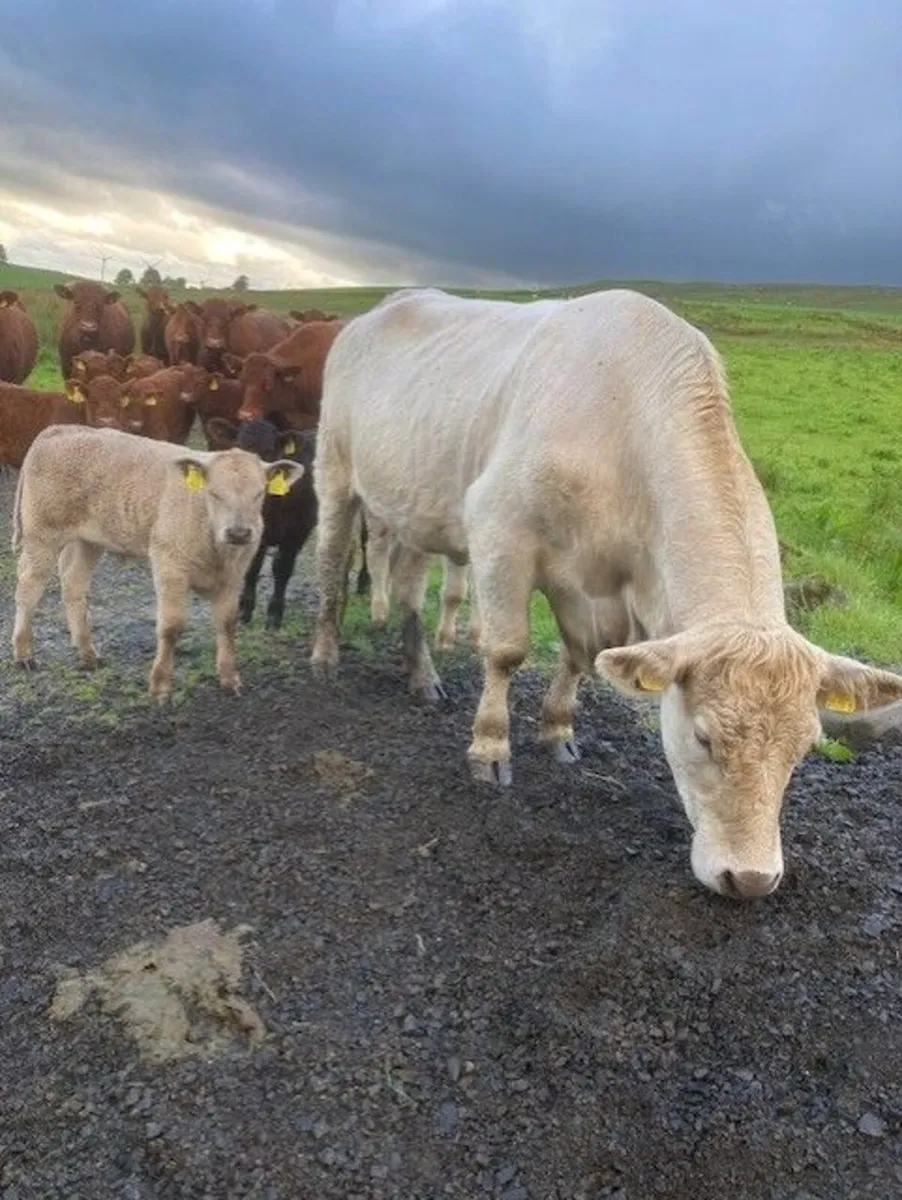 Saler cows with calves at foot - Image 4