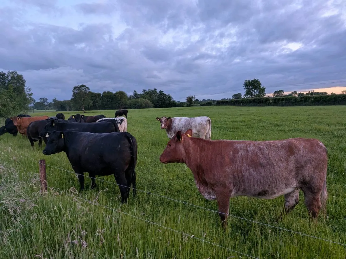 Organic heifers - Image 1