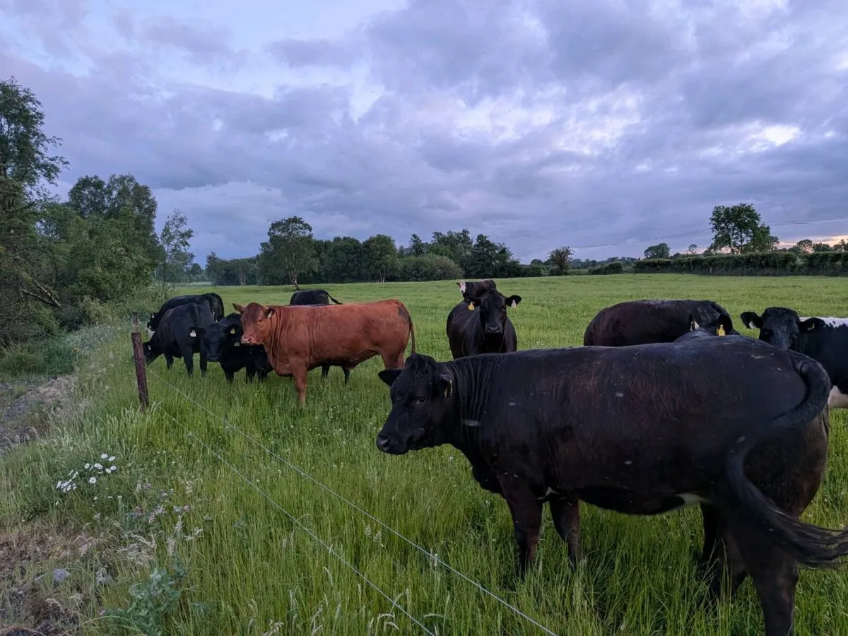 Organic heifers - Image 2