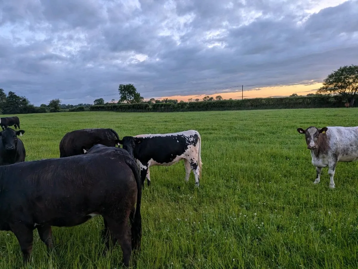 Organic heifers - Image 3