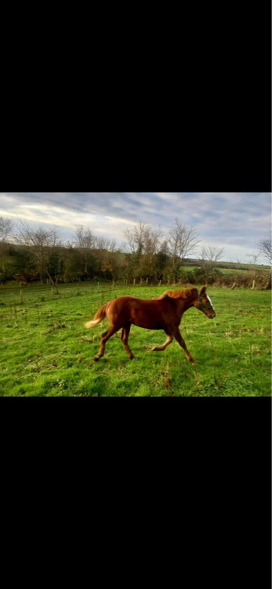 Irish Draught - Image 3