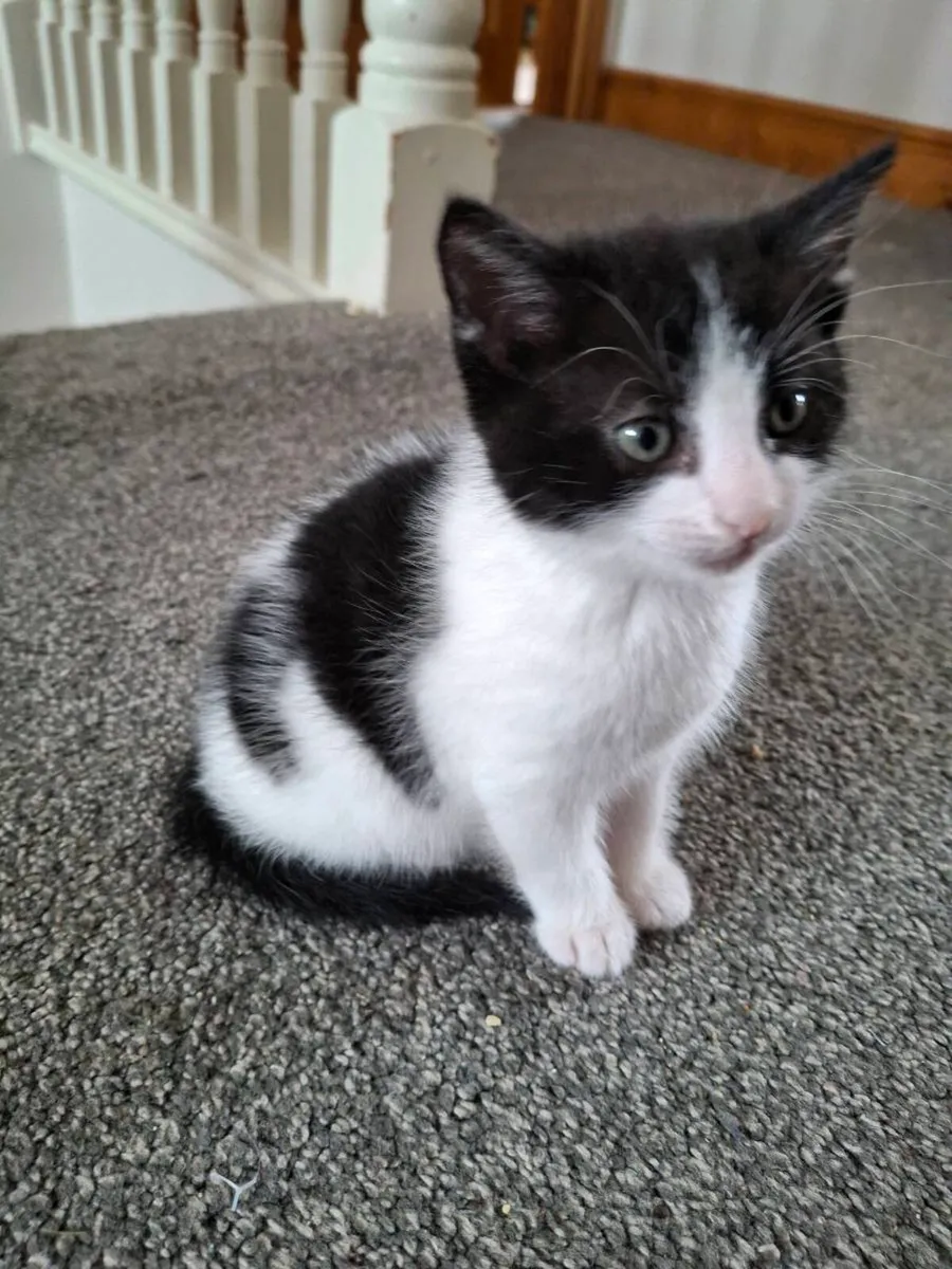 Kittens - Image 1