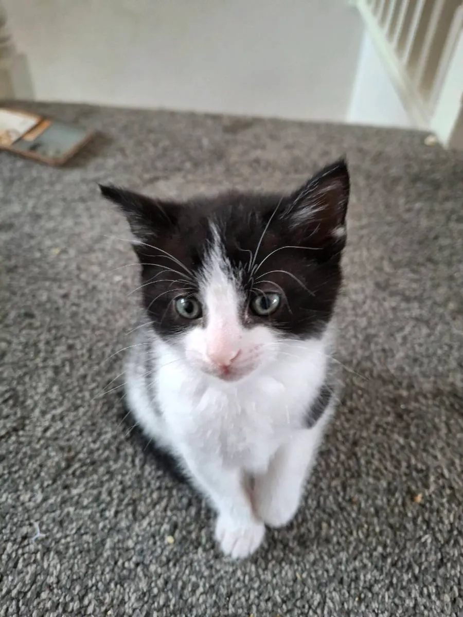 Kittens - Image 2